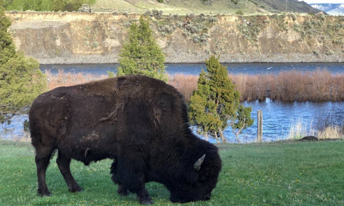 Gardiner Cabin | BISON HALLOW on the YELLOWSTONE RIVERFRONT