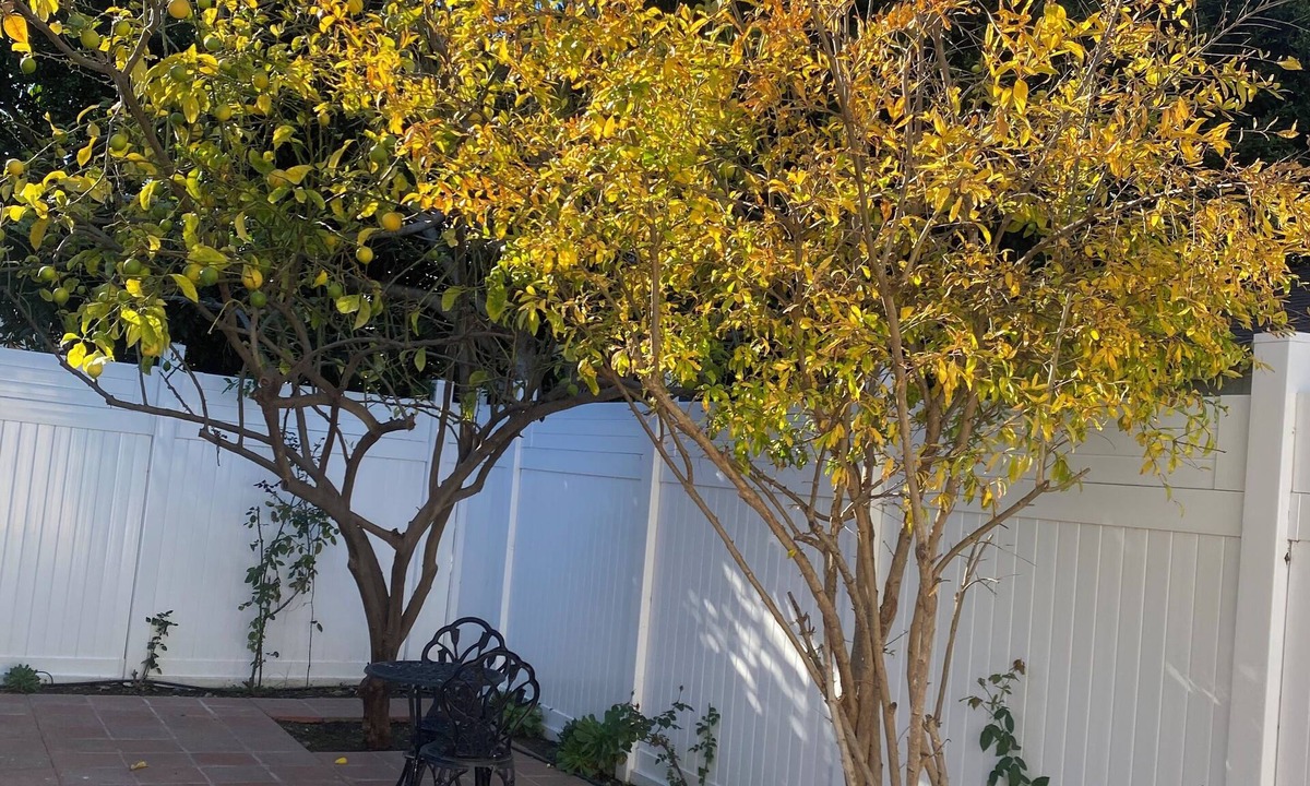 Palms Cottage | Brand new 1-bedroom cottage with A/C and private fenced yard in West Los Angeles
