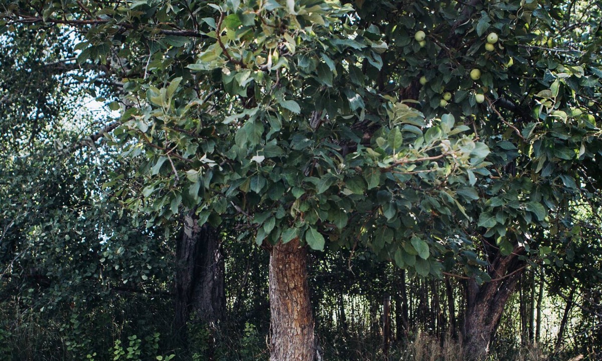 Alder Cottage | Delightful Cottage near Virginia City - Inspired Get-Away with Artist Studio