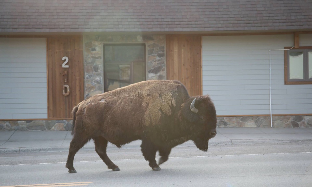 Gardiner Apartment | Parks Riverside A in Gardiner, MT North Entrance to Yellowstone