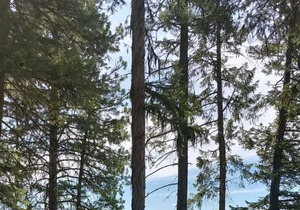 Campsite #2 with Lake Access
