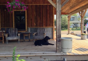 Cozy, Rustic Cabins near Chico Hot Springs & only 35 mins to YELLOWSTONE PARK!