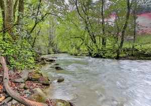 Creekside Reflections