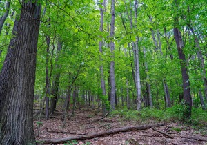 Tentrr State Park Site - WV Coopers Rock State Park - Site D - Single Camp