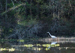 Tentrr State Park Site - Mississippi Percy Quin State Park - Southside Lakeview