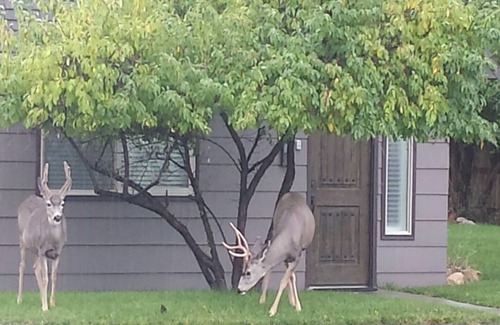 Cody House | SECRET COTTAGE YELLOWSTONE - deer hangout - 2 BLOCKS downtown n1 bedroom 2beds