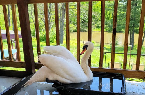 Limekiln Apartment | 1-bedroom Luxury apartment just 10 minutes drive to Santander Arena