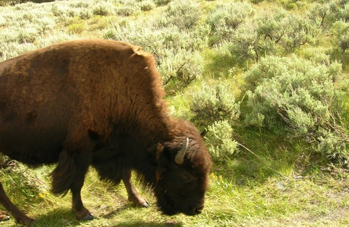 Cody Cabin | 3 bedroom cabin 20 miles NE of entrance to Yellowstone