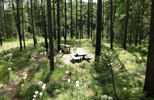 Condon Cabin | Beyersfort on Cygnet Lake - Sleeps 5, Private Dock w/Canoe, & Dogs Welcome!