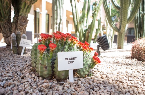 Mesa Hotel | Courtyard by Marriott Phoenix Mesa