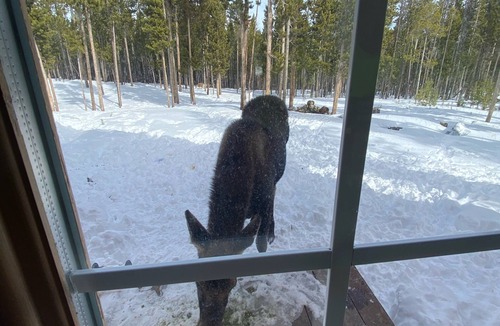 Dubois Cabin | Double D Mountain Escape Family Cabin Close to Yellowstone!