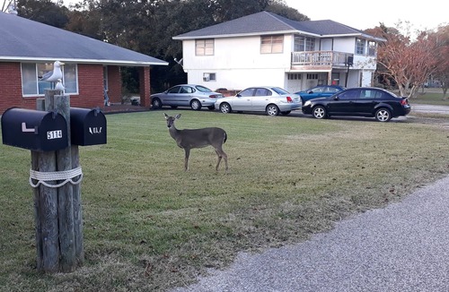 El Lago House | Entire 3 bedroom/2 bathroom cottage; near NASA, Kemah and your PRIVATE BEACH!