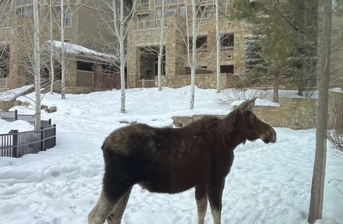 Teton Village Condo | Four Seasons Resort Jackson Hole 3Bed/3Bath Condo