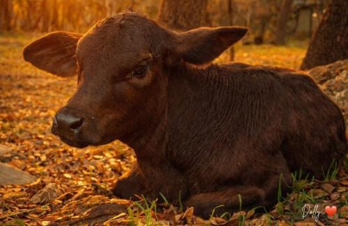 San Marcos House | Goat-Tastic Retreat: Tub, Fire Pit, Porch & Pool