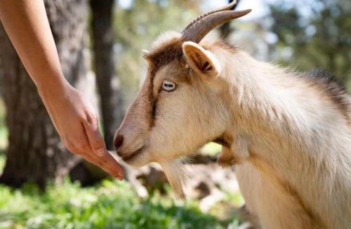 San Marcos House | Goat-Tastic Retreat: Tub, Fire Pit, Porch & Pool