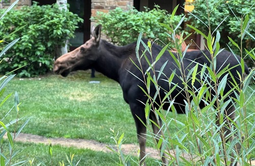 Wilson Resort | Luxurious 3 BR, 3 Bath Villa located within Four Seasons Jackson Hole Resort