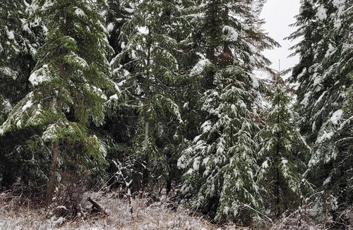 Harvard RV Rental | Remote RV site with full hookups on 16 wooded acres. Site B.