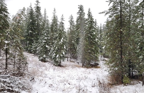 Harvard RV Rental | Remote RV site with full hookups on 16 wooded acres. Site B.