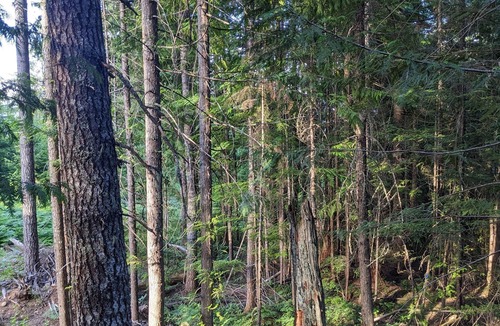 Courtenay Ski Chalet | Rustic A frame Chalet. Hiking & Biking access at your door! * Glamping *