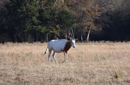 Emory RV Rental | RV Spot on *Exotic Animal Ranch* Campground. BRING YOUR RV