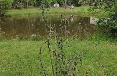 Beaumont Other | Southeast Texas Crickets and Country peace