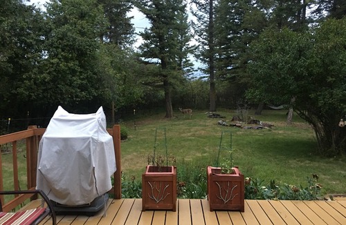 Evergreen Apartment | Swan Mntn View-Entire, Private Basement Suite, Close to GNP, Whitefish & Lake.