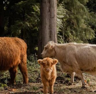 Marmot House | The Lodge at Highland Farms