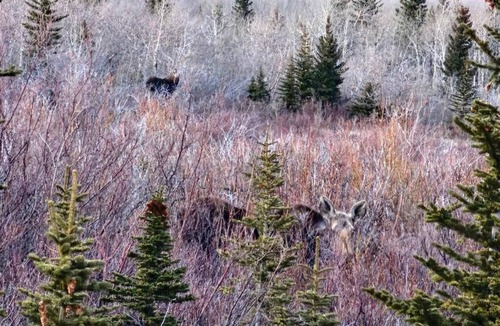 East Glacier Park Village Apartment | Two Medicine INN