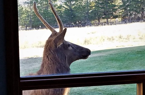 Gardiner Cabin | YELLOWSTONE CABIN - THE ELK VIEW CABIN at Yellowstone (River view)