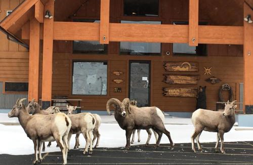 Gardiner Hotel | Yellowstone Village Inn and Suites