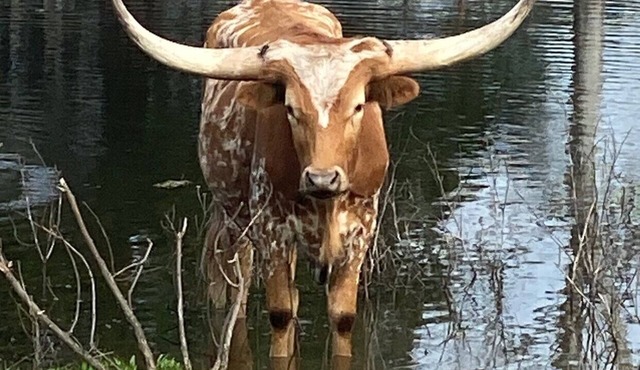 Longhorn Barn: Newly Built 2-bedroom apartment on Mountain Bike Ranch in Warda