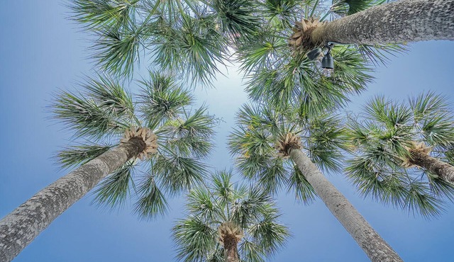 Royal Palms Motel
