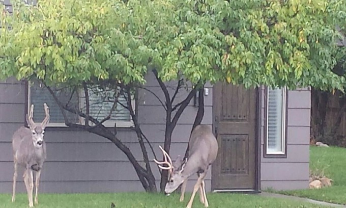 Cody House | YELLOWSTONE HOUSE OF THE 3 BEARS, 2 Blocks to Downtown, Book Same Day 4bd/2bth