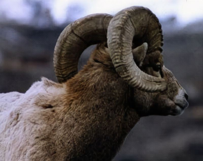 Photo of Others in Butte