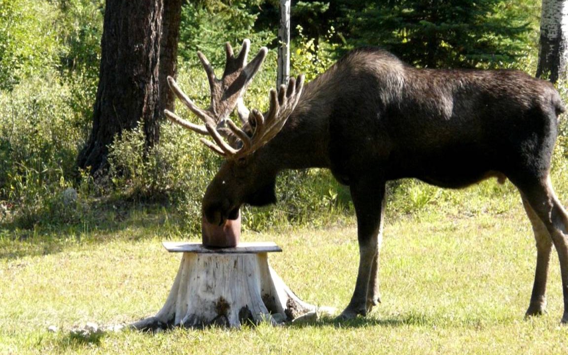 Photo of Others in Polebridge