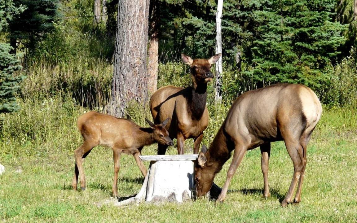 Photo of Others in Polebridge