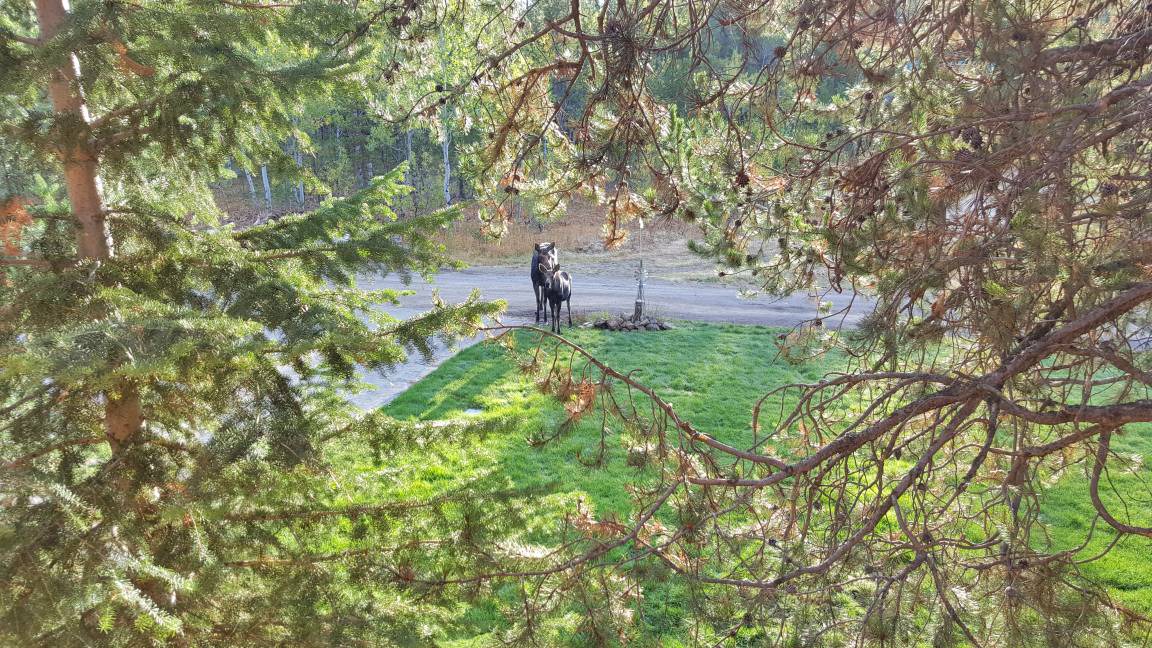 Photo of Others in Island Park