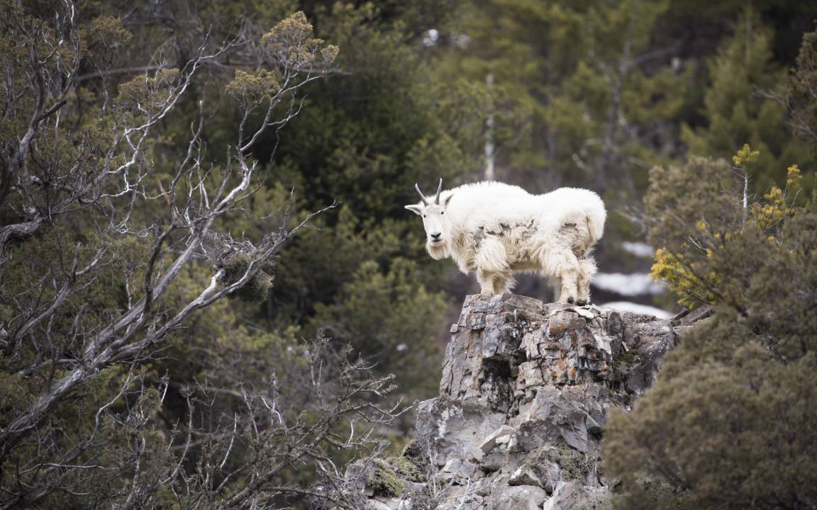 Photo of Others in Alpine