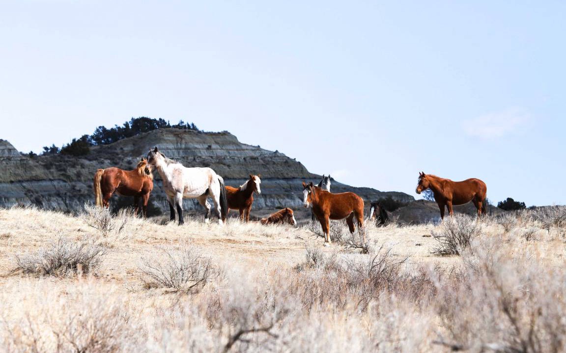 Photo of Others in Medora