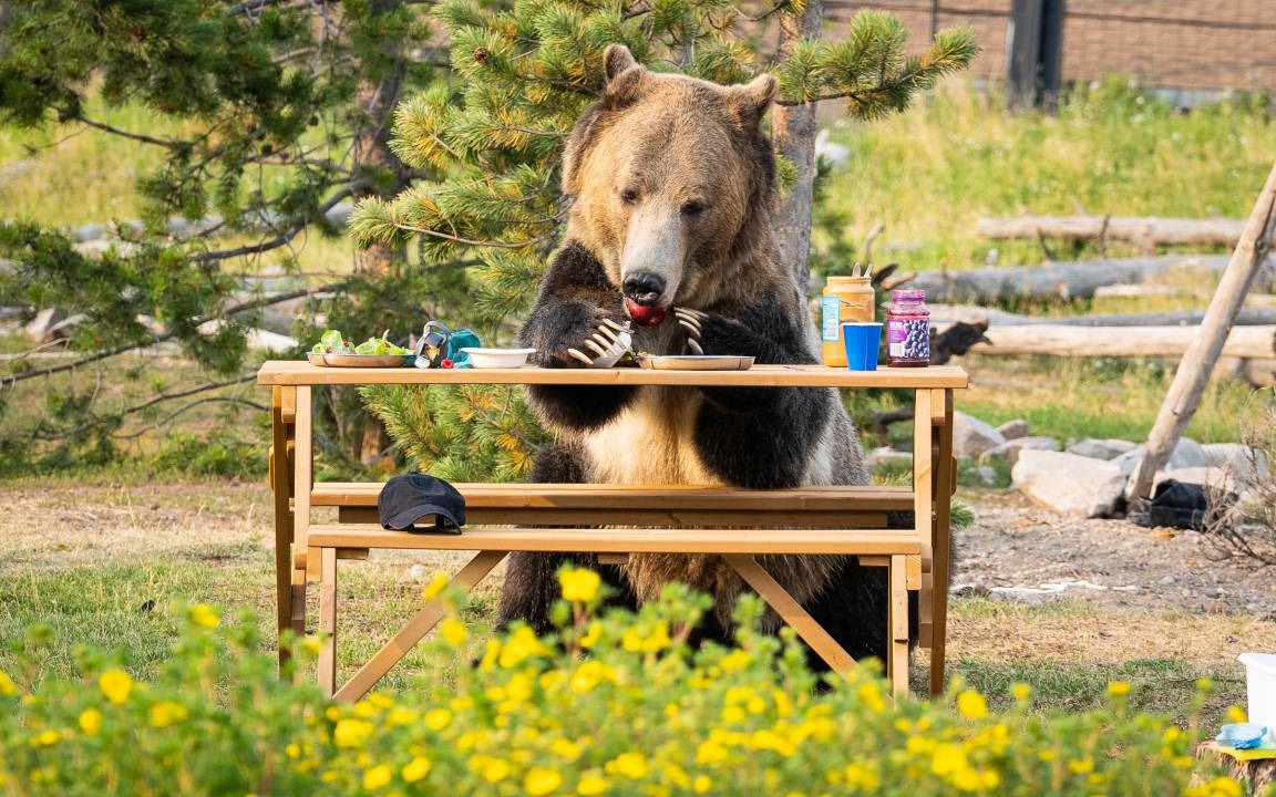Photo of Others in West Yellowstone