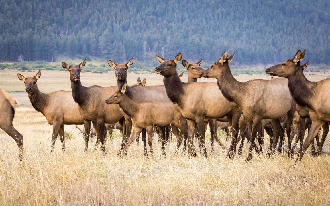 Photo of Others in Estes Park