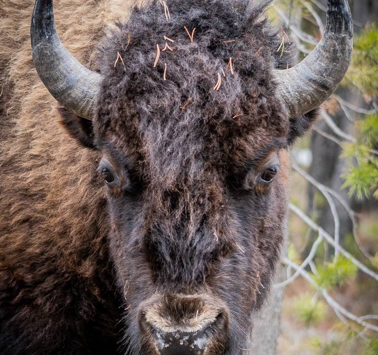 Photo of Others in West Yellowstone