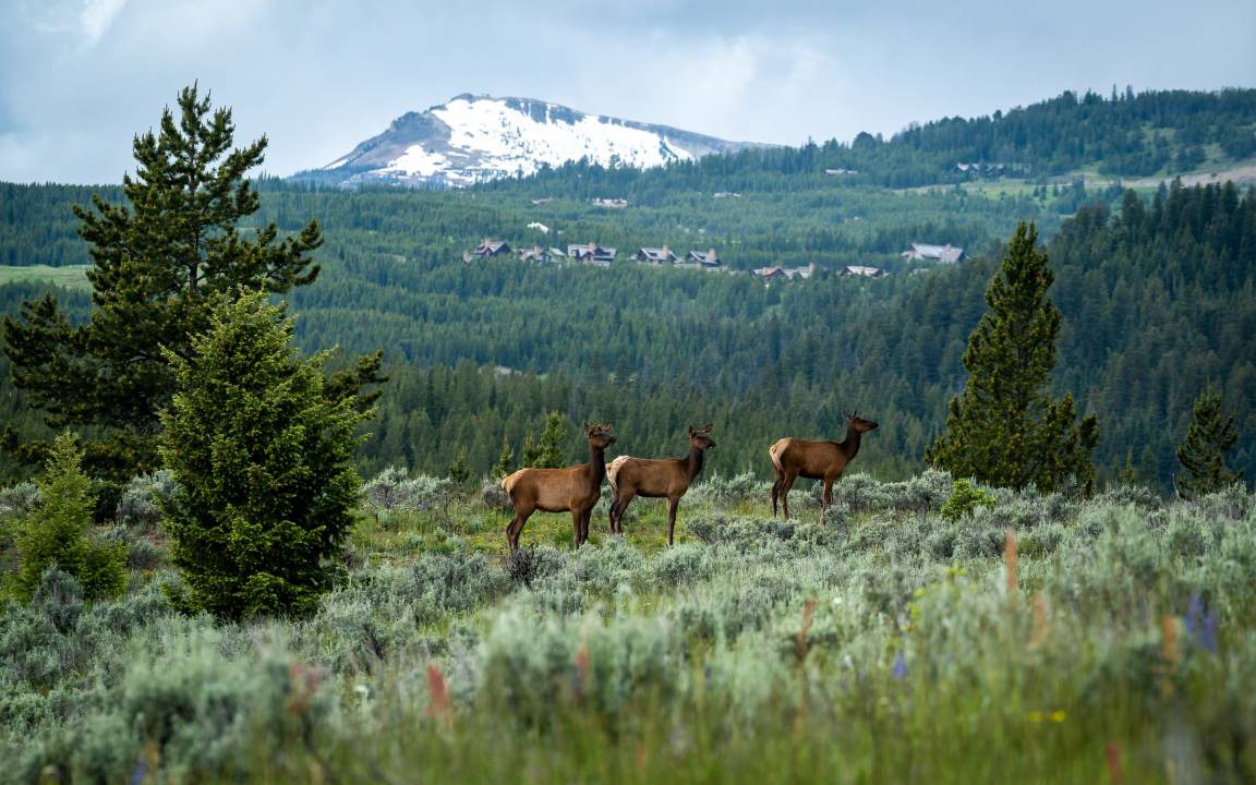 Photo of Others in West Yellowstone