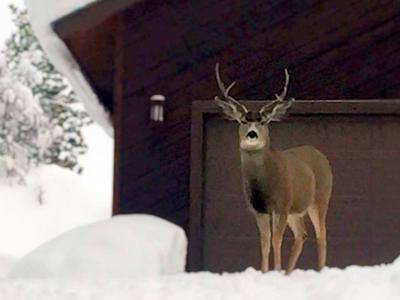 Photo of Others in McCall