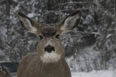 Photo of Others in McCall