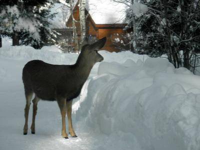 Photo of Others in McCall