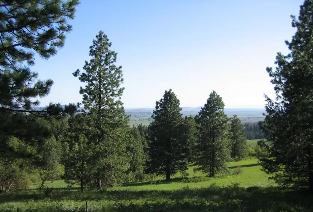 Photo of Outdoor in Viola