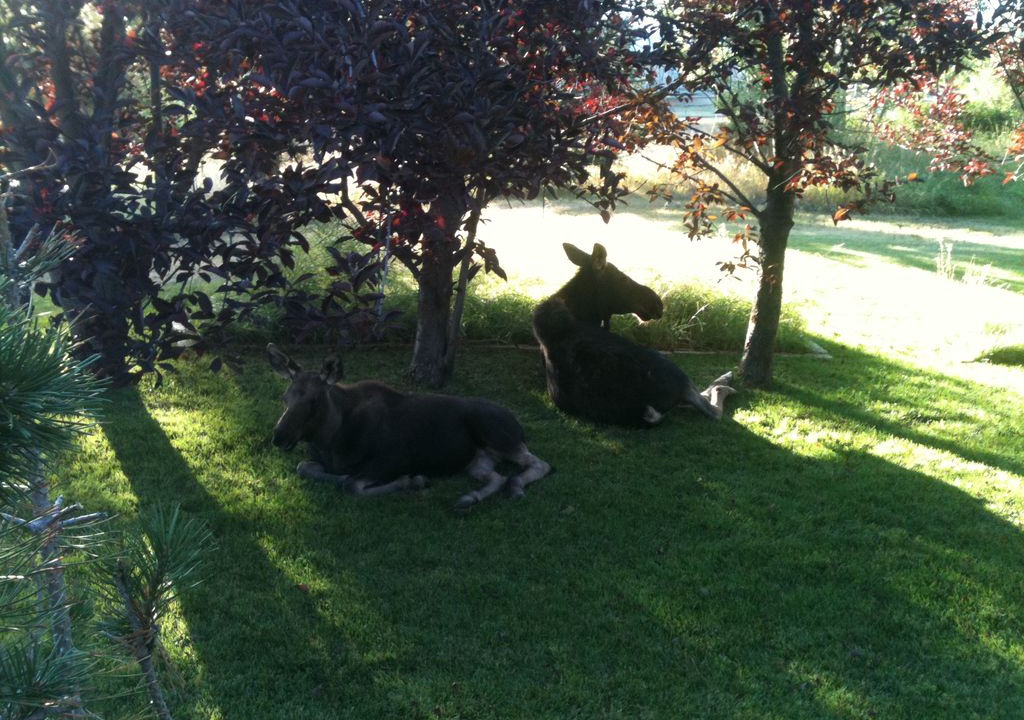 Photo of Outdoor in Jackson