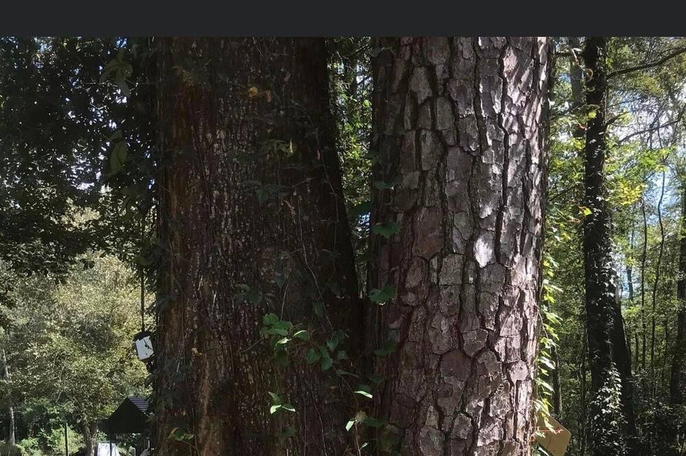 Photo of Outdoor in Orangeburg County