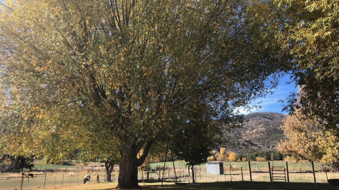 Photo of Outdoor in Tridell